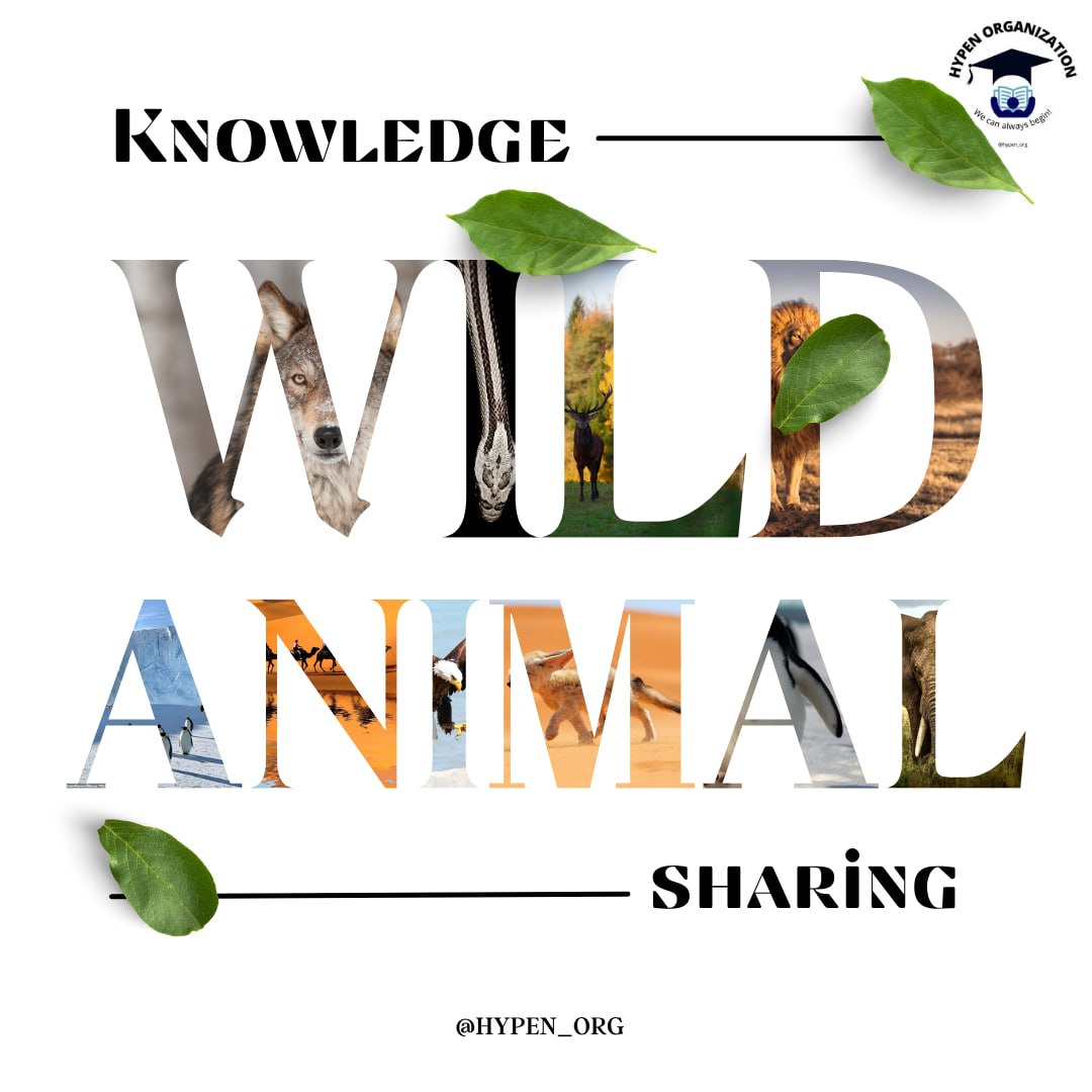 Wild Animal